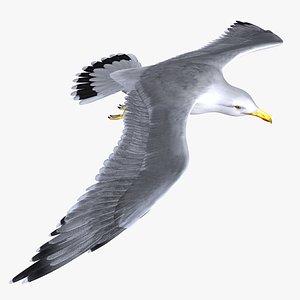 Seagull
