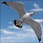 Seagull