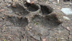 DOG`S FOOTPRINT