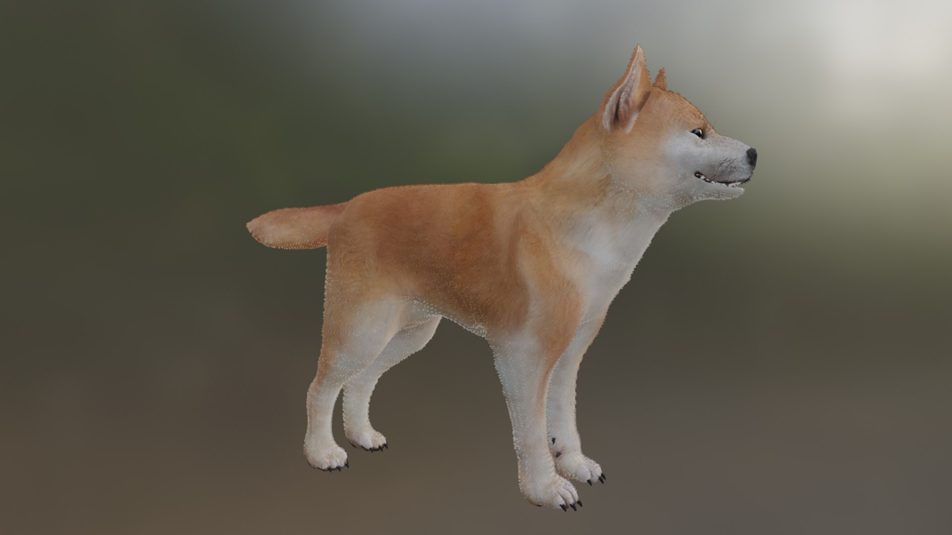 3D Model Shiba Inu - TurboSquid 2310286