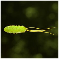Archea