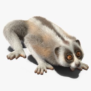 3D Bornean Slow Loris Fur model