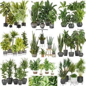 Collection plant indoor vol 3 3D model