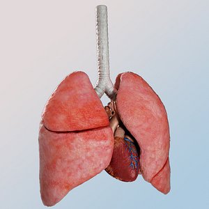 Lungs trachea and heart