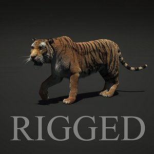 3d tiger fur rigged model