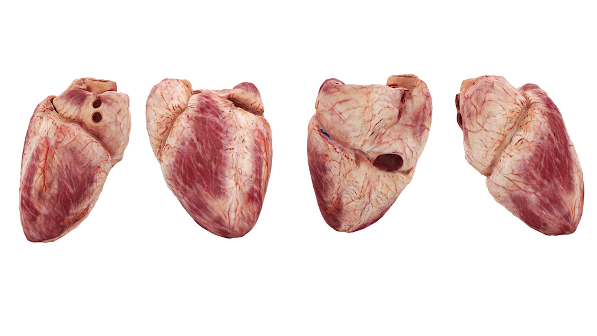 3D Realistic Female Full Anatomy model https://p.turbosquid.com/ts-thumb/eU/tn40rH/3B/realistic_female_full_anatomy_073/jpg/1701951586/1920x1080/fit_q87/f2cb8c05c98fd828d44292916991695e9ae583d1/realistic_female_full_anatomy_073.jpg