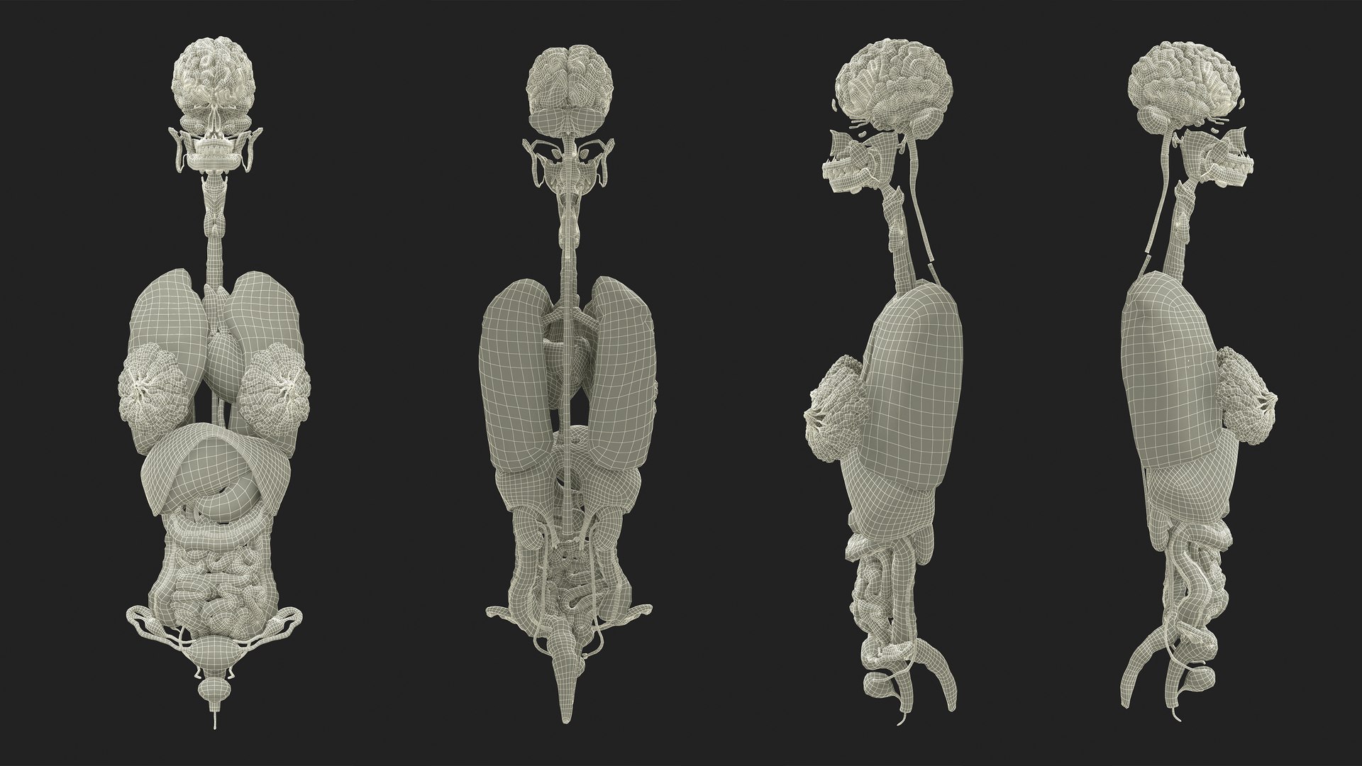 3D Realistic Female Full Anatomy model https://p.turbosquid.com/ts-thumb/eU/tn40rH/AK/realistic_female_full_anatomy_081/jpg/1701951592/1920x1080/fit_q87/997f8c252757d147d6dd4e20310b99bdbd7821fb/realistic_female_full_anatomy_081.jpg