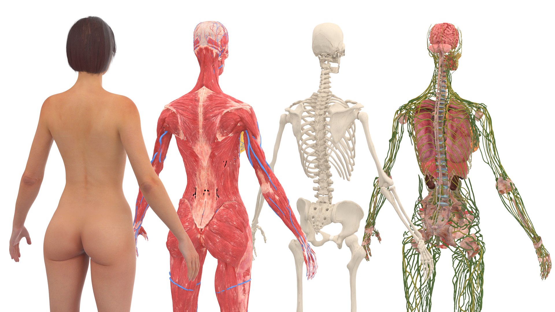 3D Realistic Female Full Anatomy model https://p.turbosquid.com/ts-thumb/eU/tn40rH/O8/realisticfemalefullanatomy3dmodel013/jpg/1701933721/1920x1080/fit_q87/249506dc41824d6399a3541cf76528e016cdfd8c/realisticfemalefullanatomy3dmodel013.jpg
