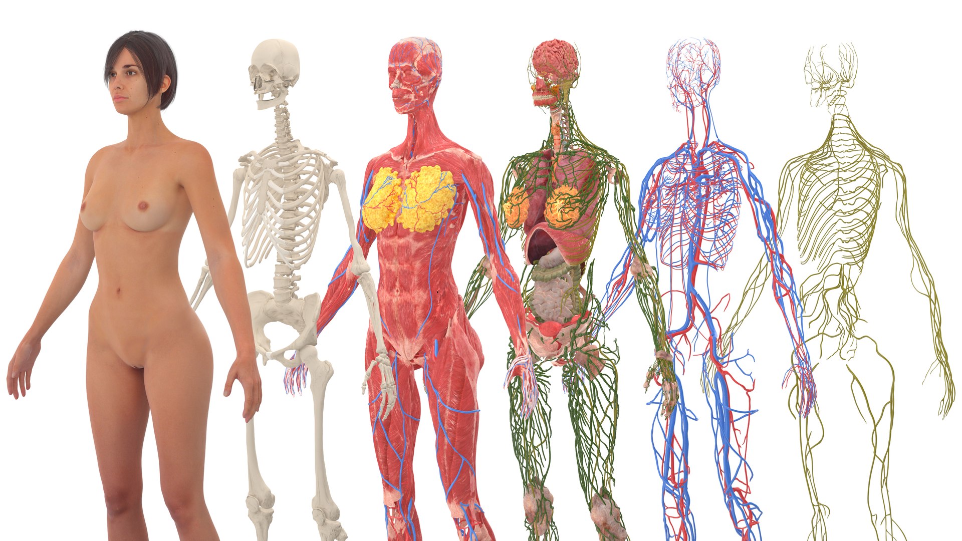 3D Realistic Female Full Anatomy model https://p.turbosquid.com/ts-thumb/eU/tn40rH/Oh/realisticfemalefullanatomy3dmodel012/jpg/1701933716/1920x1080/fit_q87/54b77b0a80633048219e97a93521fdf70d582d2e/realisticfemalefullanatomy3dmodel012.jpg