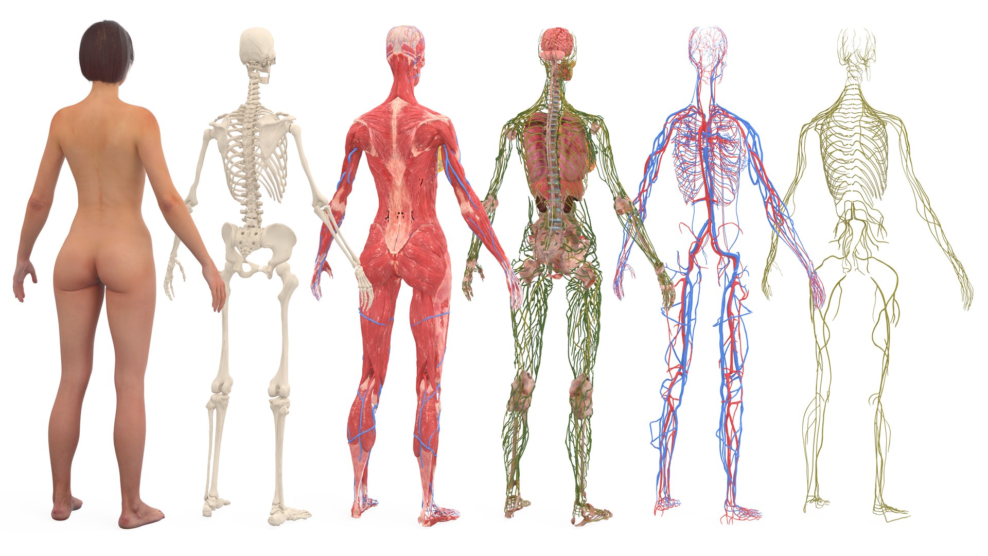 3D Realistic Female Full Anatomy model https://p.turbosquid.com/ts-thumb/eU/tn40rH/Su/realisticfemalefullanatomy3dmodel011/jpg/1701933710/1920x1080/fit_q87/be06ce2c6aeb042e9b2e5432f33a3e703cf18fe6/realisticfemalefullanatomy3dmodel011.jpg