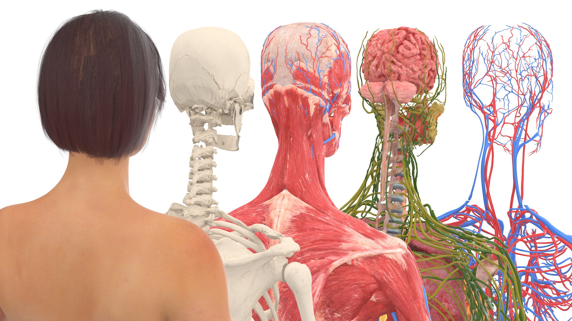 3D Realistic Female Full Anatomy model https://p.turbosquid.com/ts-thumb/eU/tn40rH/T9/realisticfemalefullanatomy3dmodel016/jpg/1701933742/1920x1080/fit_q87/a27a4a2cc8ec9be1c2b63d9cc1f9566a43795cc3/realisticfemalefullanatomy3dmodel016.jpg