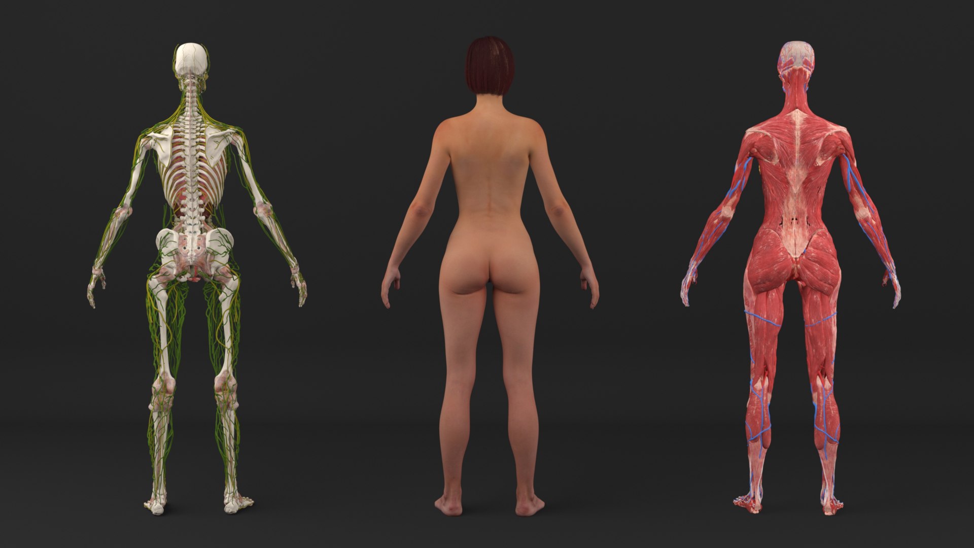 3D Realistic Female Full Anatomy model https://p.turbosquid.com/ts-thumb/eU/tn40rH/UO/realisticfemalefullanatomy3dmodel009/jpg/1701933699/1920x1080/fit_q87/7be0d84b51681cc83f5e9a56251b1fad09759a88/realisticfemalefullanatomy3dmodel009.jpg