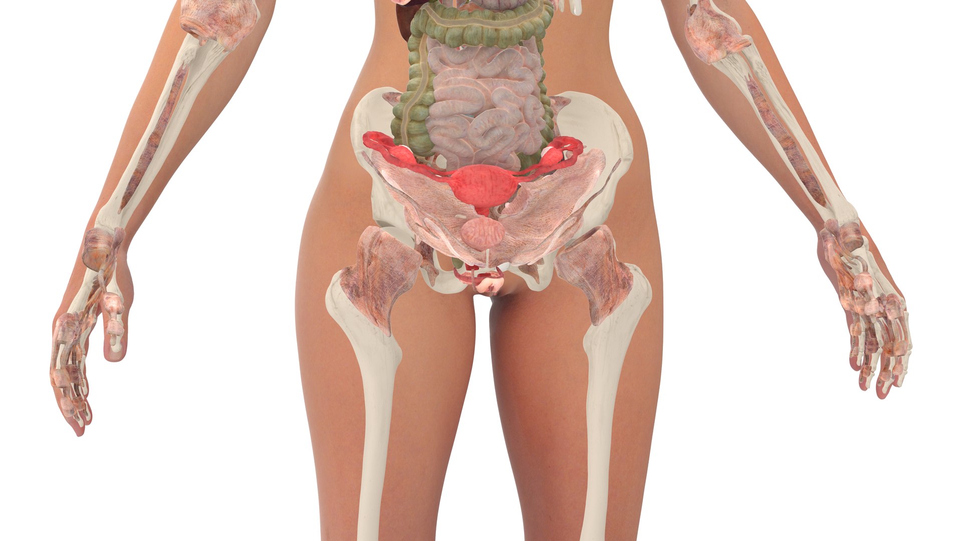 3D Realistic Female Full Anatomy model https://p.turbosquid.com/ts-thumb/eU/tn40rH/aS/realisticfemalefullanatomy3dmodel027/jpg/1701933803/1920x1080/fit_q87/e63dd90a650bb392d78ca46ad99999f086e73c6d/realisticfemalefullanatomy3dmodel027.jpg