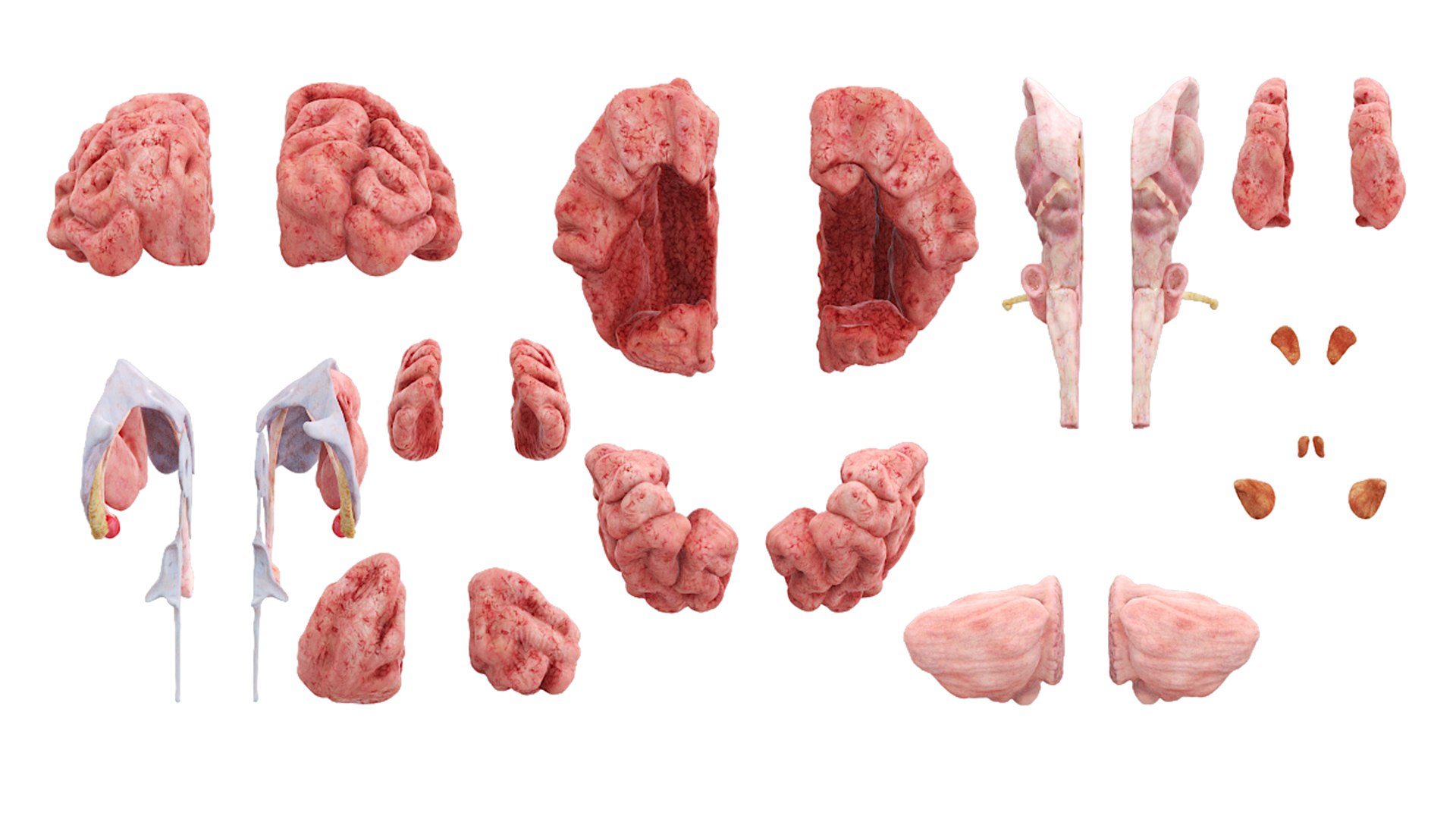 3D Realistic Female Full Anatomy model https://p.turbosquid.com/ts-thumb/eU/tn40rH/fu/realistic_female_full_anatomy_068/jpg/1701951584/1920x1080/fit_q87/0180bf5a36fbdbd863a9e26343fa2f54f2e8c292/realistic_female_full_anatomy_068.jpg