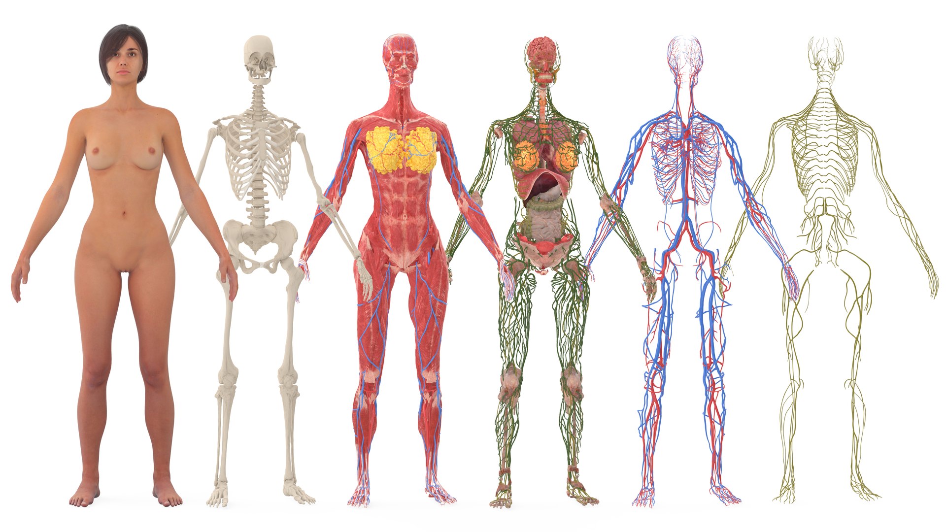 3D Realistic Female Full Anatomy model https://p.turbosquid.com/ts-thumb/eU/tn40rH/g2/realisticfemalefullanatomy3dmodel010/jpg/1701933705/1920x1080/fit_q87/916952062d8087da0036eea6483ae8fe9286502a/realisticfemalefullanatomy3dmodel010.jpg