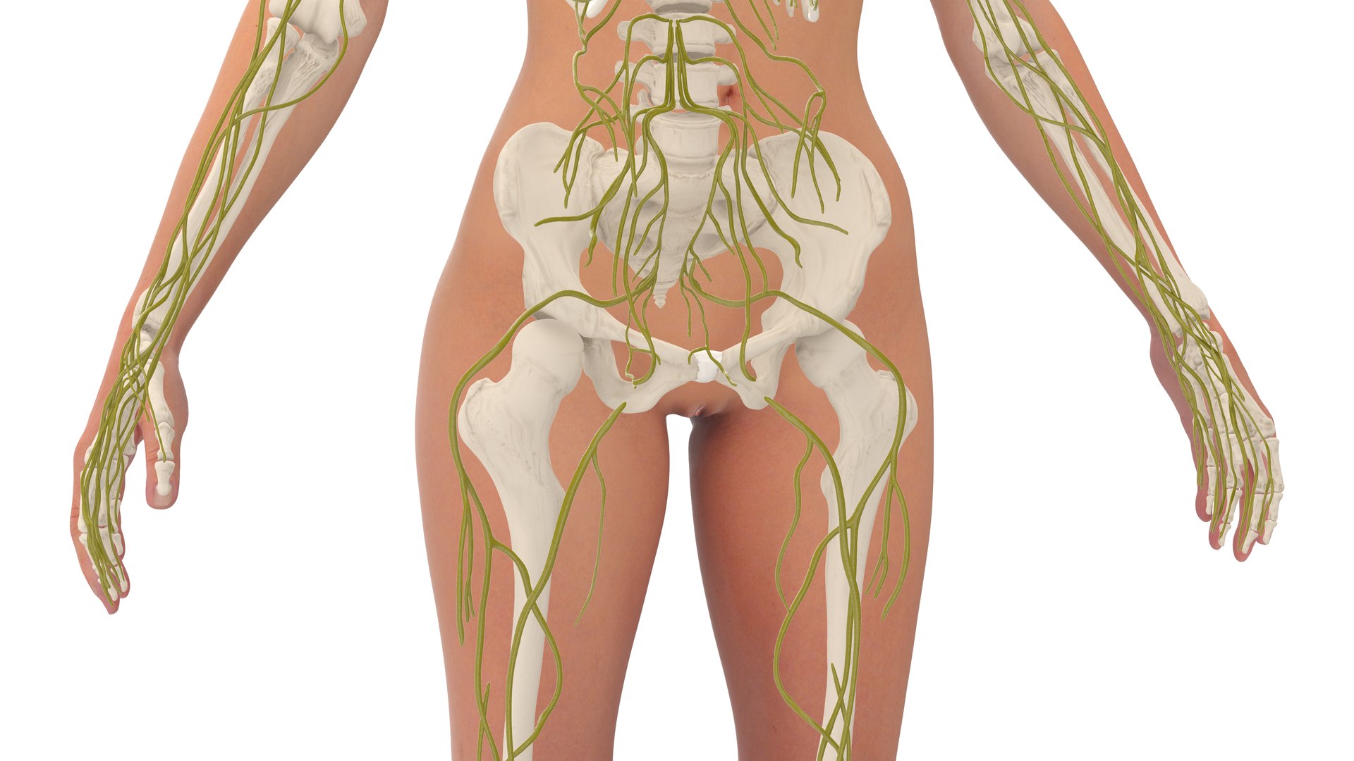 3D Realistic Female Full Anatomy model https://p.turbosquid.com/ts-thumb/eU/tn40rH/j1/realisticfemalefullanatomy3dmodel025/jpg/1701933792/1920x1080/fit_q87/85a490174bd9234b554d4236cbb02e2eec7c7047/realisticfemalefullanatomy3dmodel025.jpg