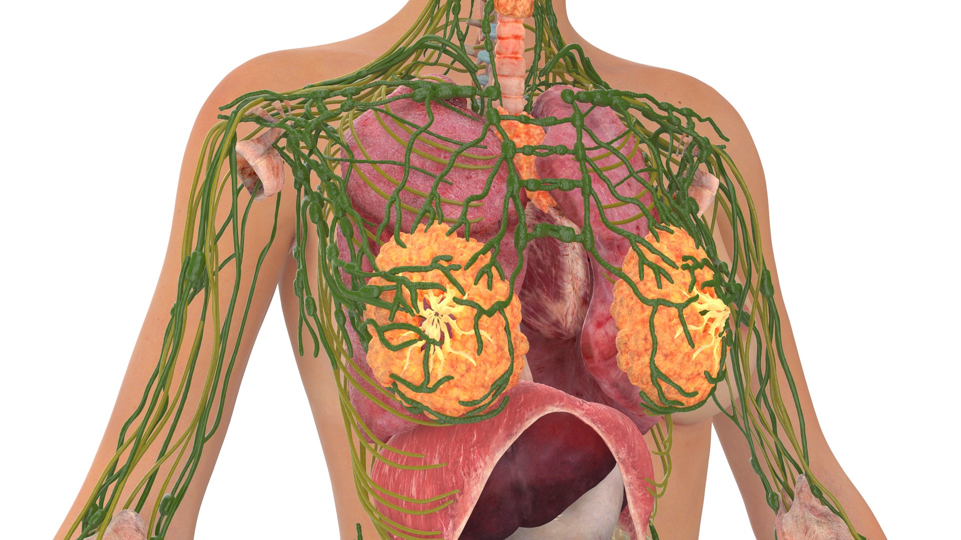 3D Realistic Female Full Anatomy model https://p.turbosquid.com/ts-thumb/eU/tn40rH/ph/realisticfemalefullanatomy3dmodel022/jpg/1701933777/1920x1080/fit_q87/2d280e7906370b3cfc77cbe579ce82df40b78c3c/realisticfemalefullanatomy3dmodel022.jpg