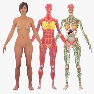 Female Breast Anatomy 3D Model $119 - .3ds .c4d .lwo .max .ma .obj