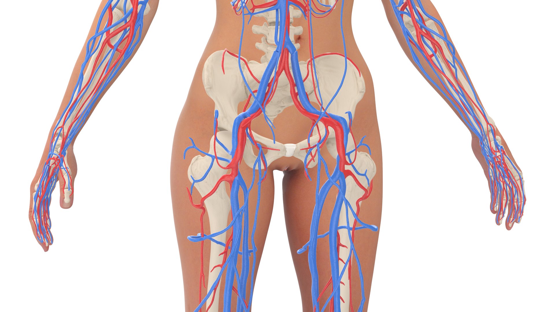 3D Realistic Female Full Anatomy model https://p.turbosquid.com/ts-thumb/eU/tn40rH/wo/realisticfemalefullanatomy3dmodel026/jpg/1701933798/1920x1080/fit_q87/7dbe90ffa435f371ebde7d7e31e626f4089606cc/realisticfemalefullanatomy3dmodel026.jpg