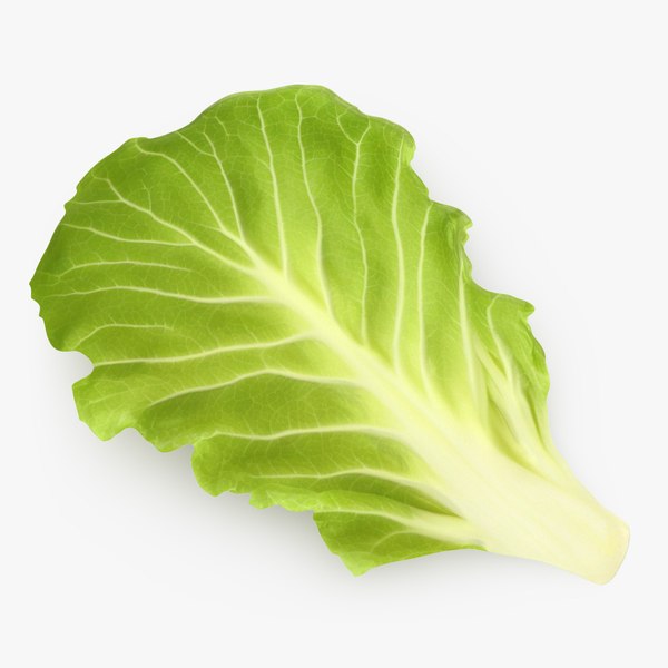 3D Lettuce Leaf - TurboSquid 2037593