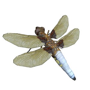 Dragonfly