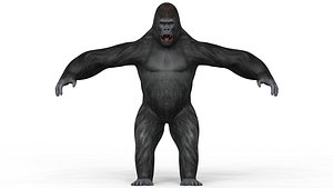 Gorilla