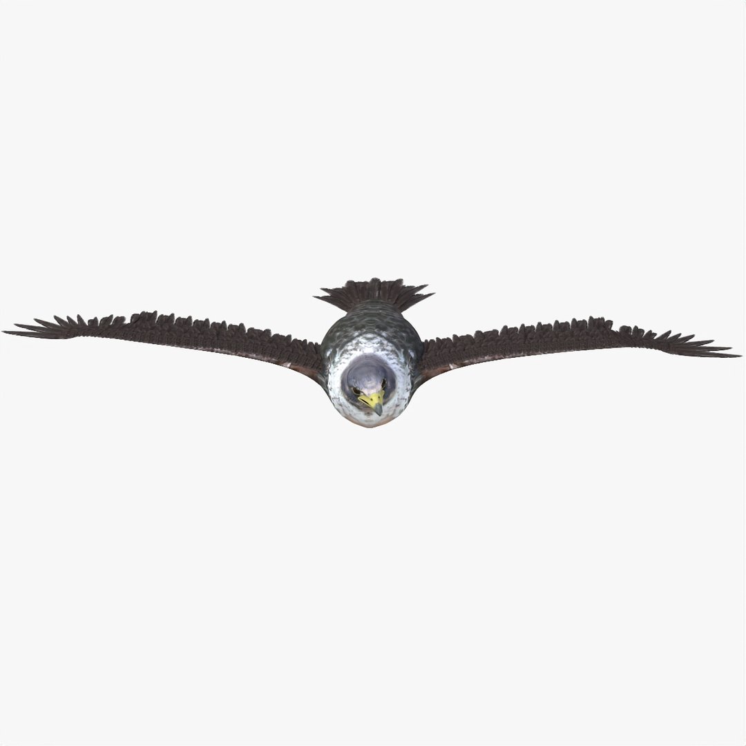 falcon bird 3D model https://p.turbosquid.com/ts-thumb/eV/VXfACv/60dKhwNk/falcon5/jpg/1586069484/1920x1080/fit_q87/6e499de4834d9054edc0c6bbb298bf26af0911fb/falcon5.jpg