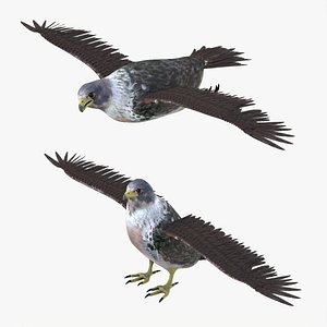 Falcon Bird Rigged