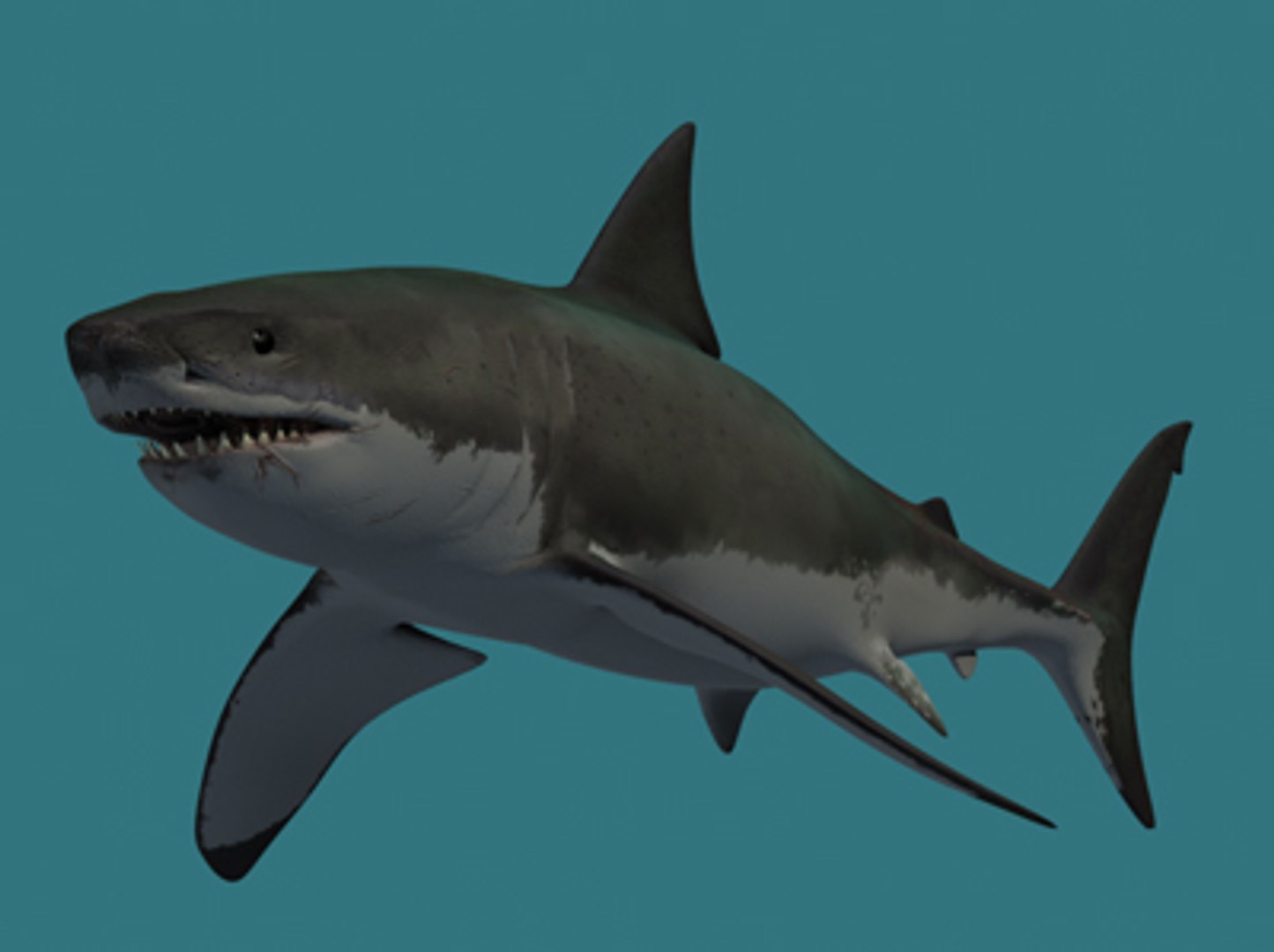 3d Model Great White Shark