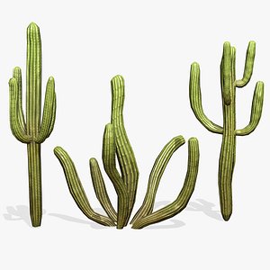 Stylized cactus large 3D model
