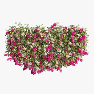 Bougainvillea plant set 60 3D model