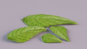 3D model lemon mint leaf plant