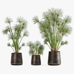 3D Cyperus papyrus in a rust pot for the interior 1048