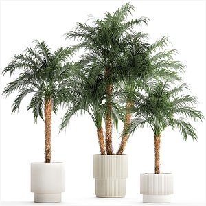 Small palm tree in a white pot Date Robelena thickets 3D