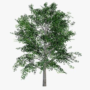 Maple 01 GameReady LODs
