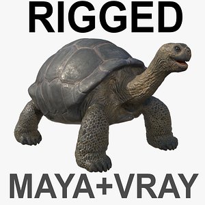 3D model Realistic GALAPAGOS Turtle With Rig