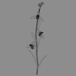 Bee orchid 3D