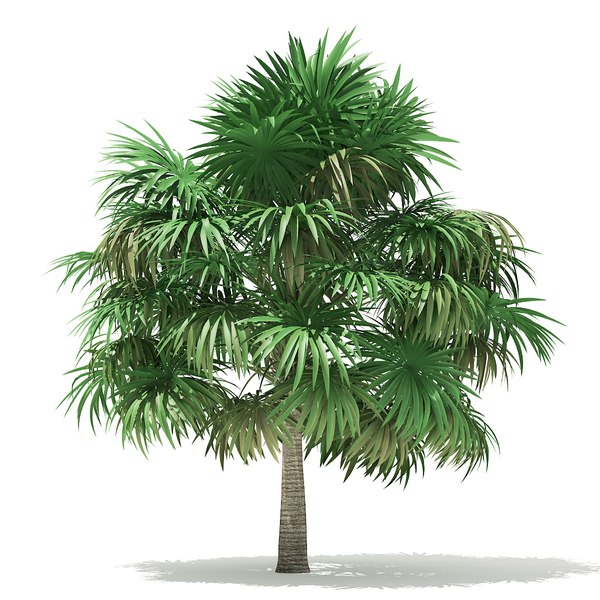 thatch palm tree 5m 3D model