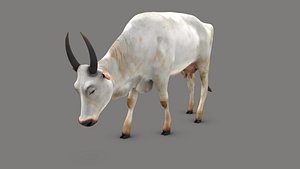 cow model
