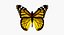 Motyl