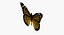 Motyl