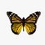 Motyl