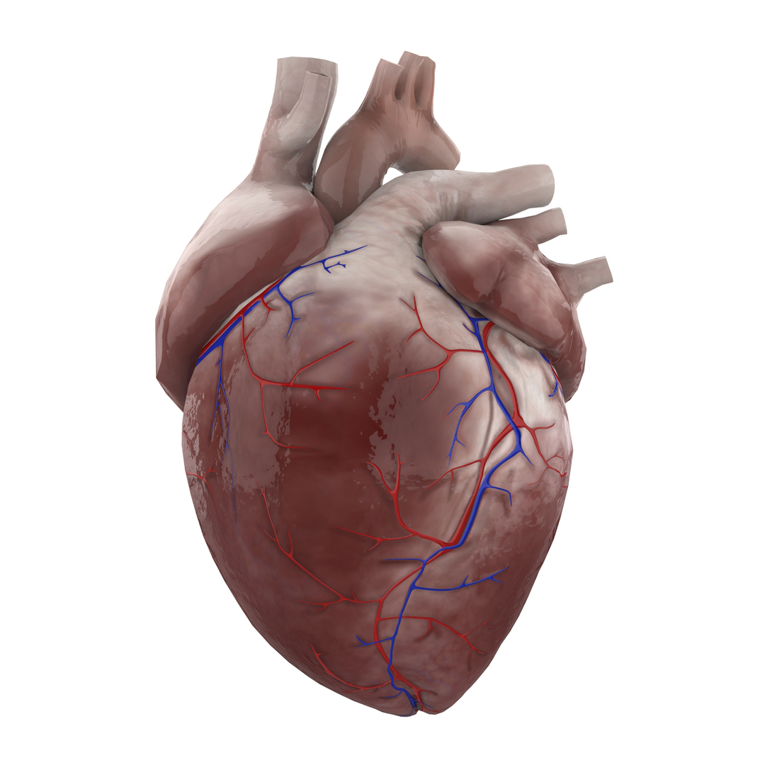 3D Human Heart Ready Games Model - TurboSquid 1365241