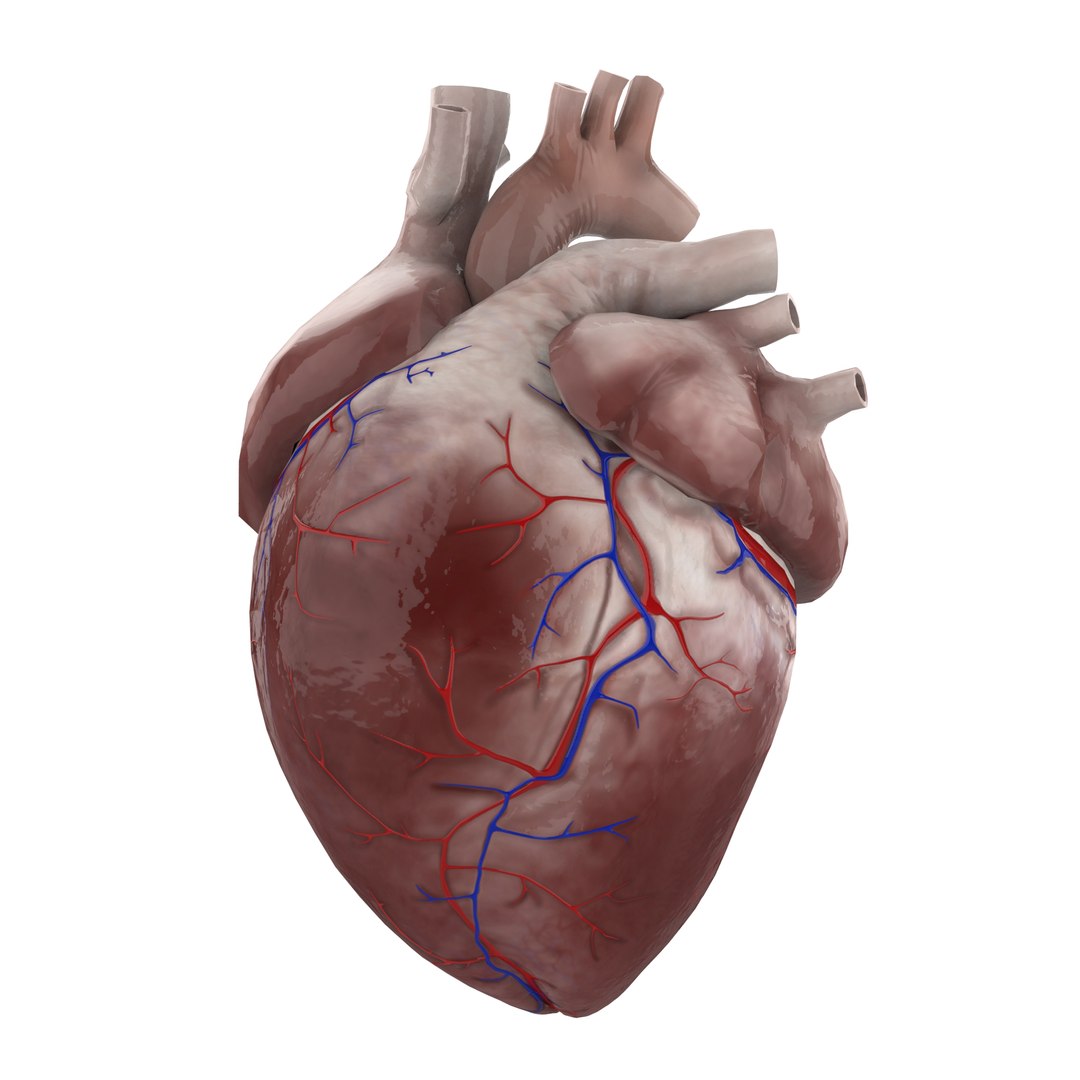 3D Human Heart Ready Games Model - TurboSquid 1365241