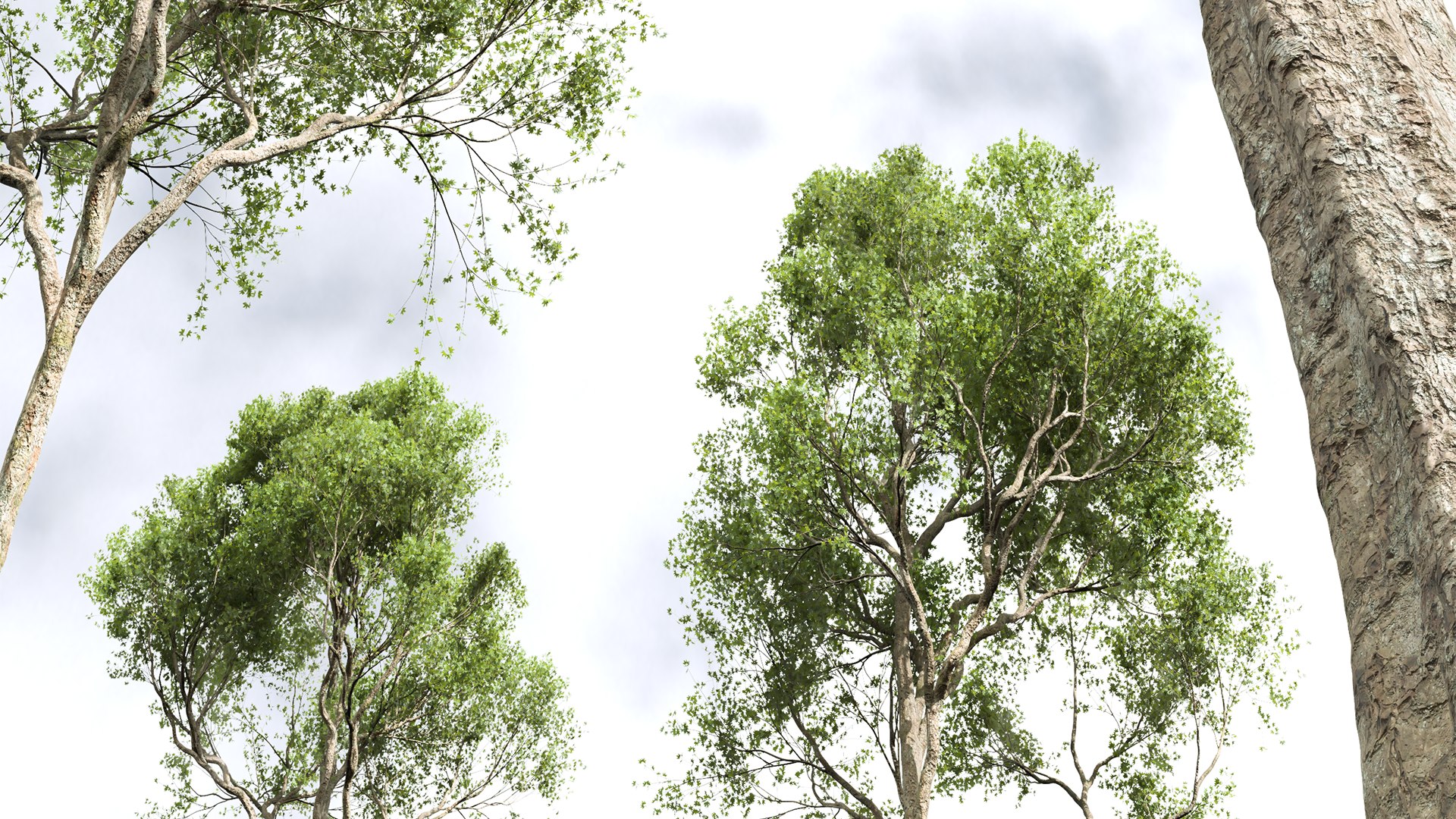 Acer Pseudoplatanus 04-spring Trees Model - TurboSquid 2160059