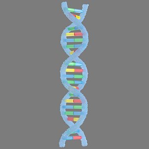 3D model Structure of DNA v4