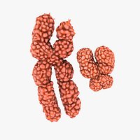 Chromosome
