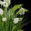 收集植物第 138 卷