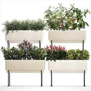 Kitchen garden vegetables tomatoes and rosemary 1417 3D model