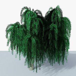 Weeping Willow v4 3D model